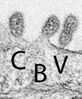 CBV lab